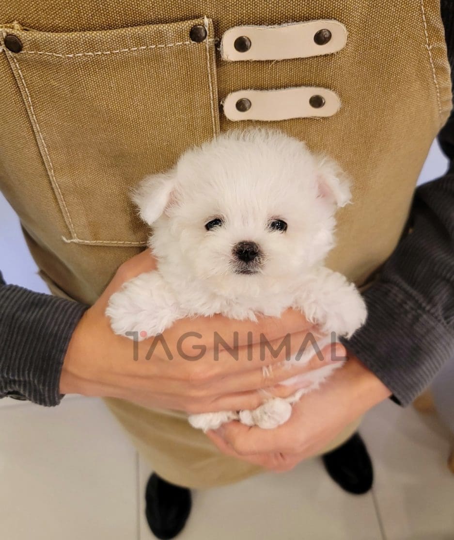 Bichon puppy for sale, dog for sale at Tagnimal