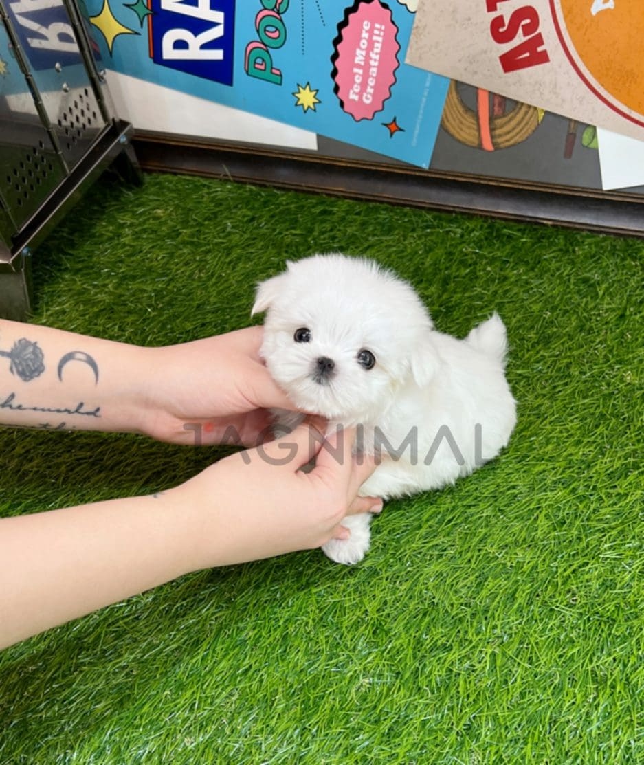 Maltese puppy for sale, dog for sale at Tagnimal