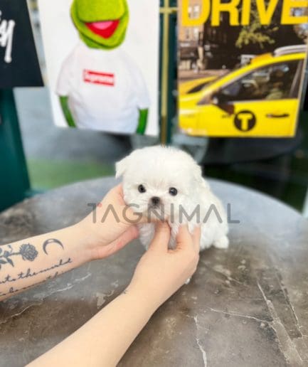 Maltese puppy for sale, dog for sale at Tagnimal