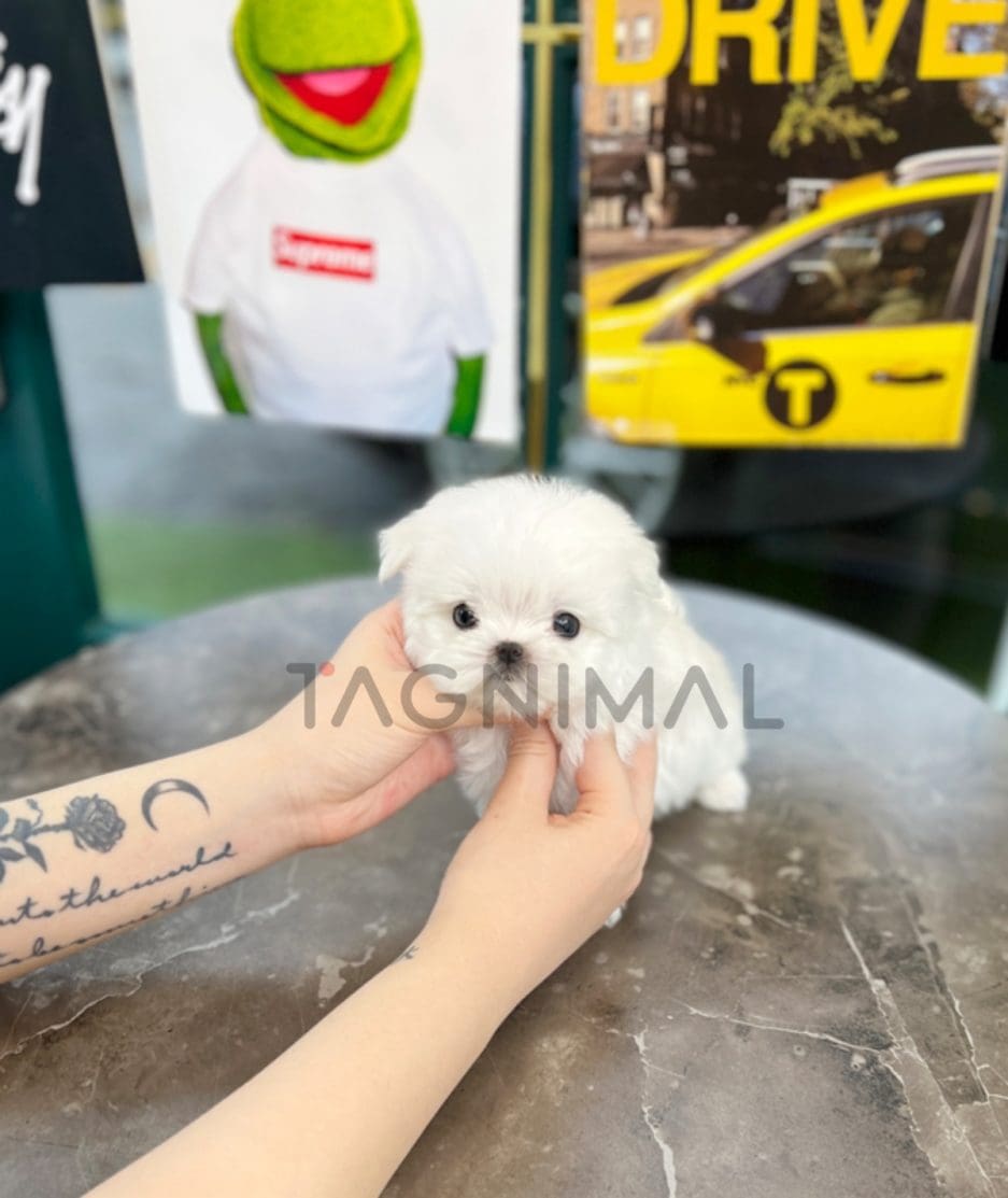 Maltese puppy for sale, dog for sale at Tagnimal