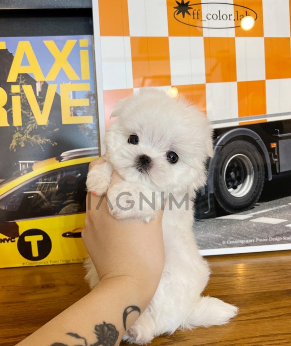 Maltese puppy for sale, dog for sale at Tagnimal