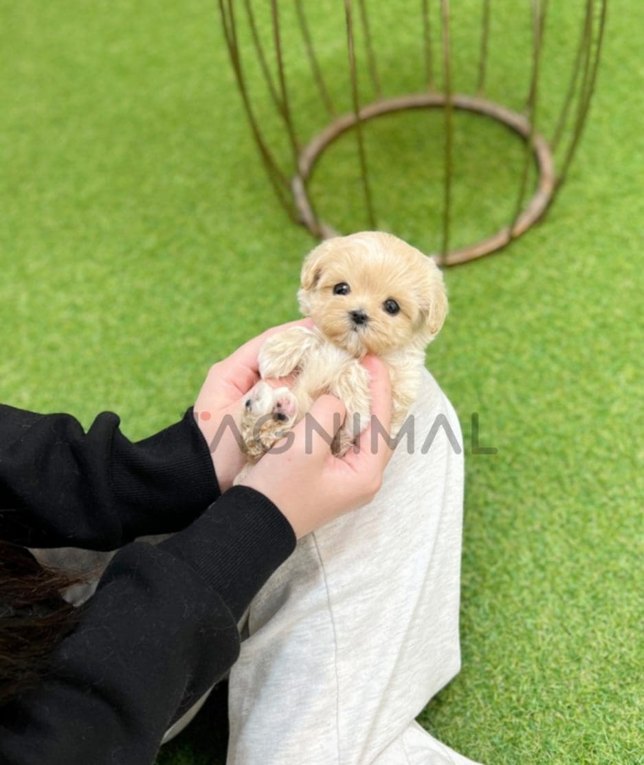 Maltipoo puppy for sale, dog for sale at Tagnimal