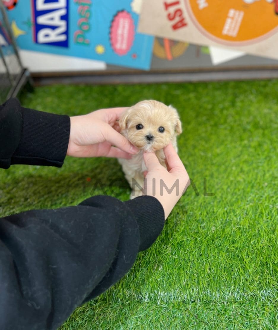 Maltipoo puppy for sale, dog for sale at Tagnimal