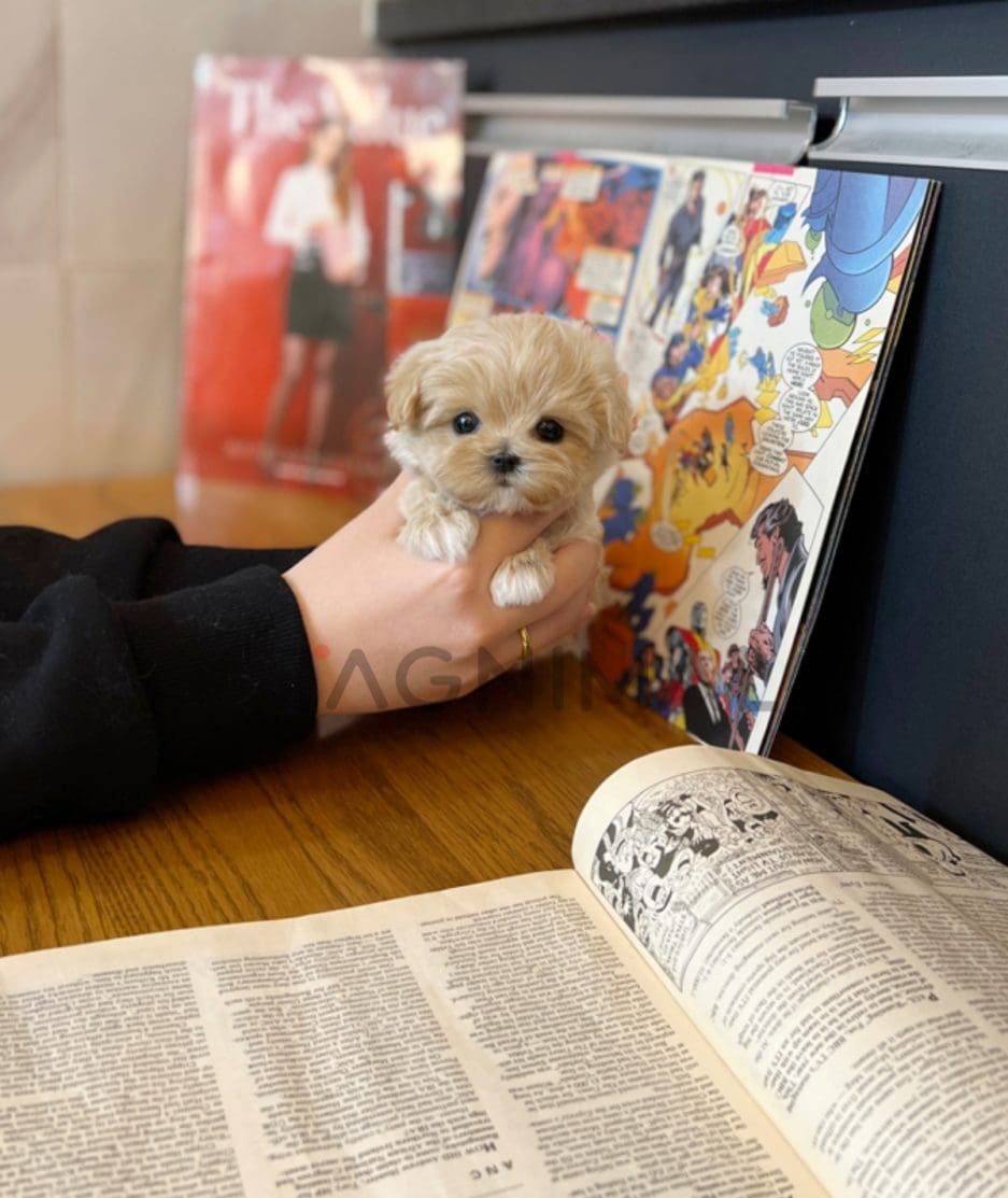 Maltipoo puppy for sale, dog for sale at Tagnimal