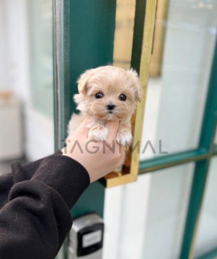 Maltipoo puppy for sale, dog for sale at Tagnimal