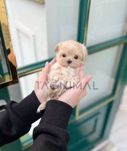 Maltipoo puppy for sale, dog for sale at Tagnimal