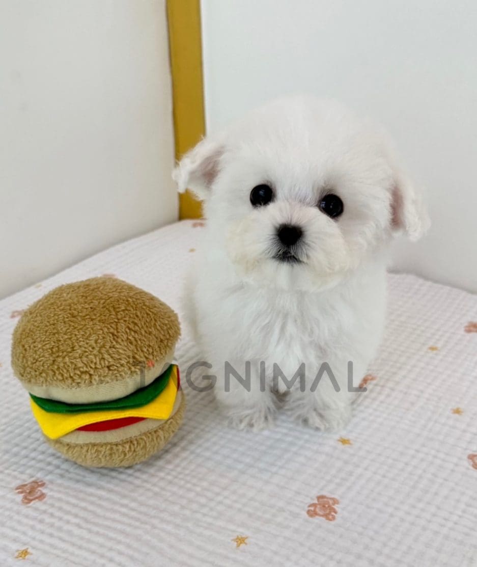 Bichon puppy for sale, dog for sale at Tagnimal