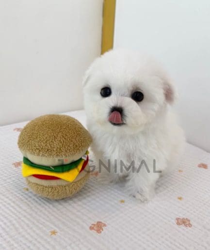 Bichon puppy for sale, dog for sale at Tagnimal