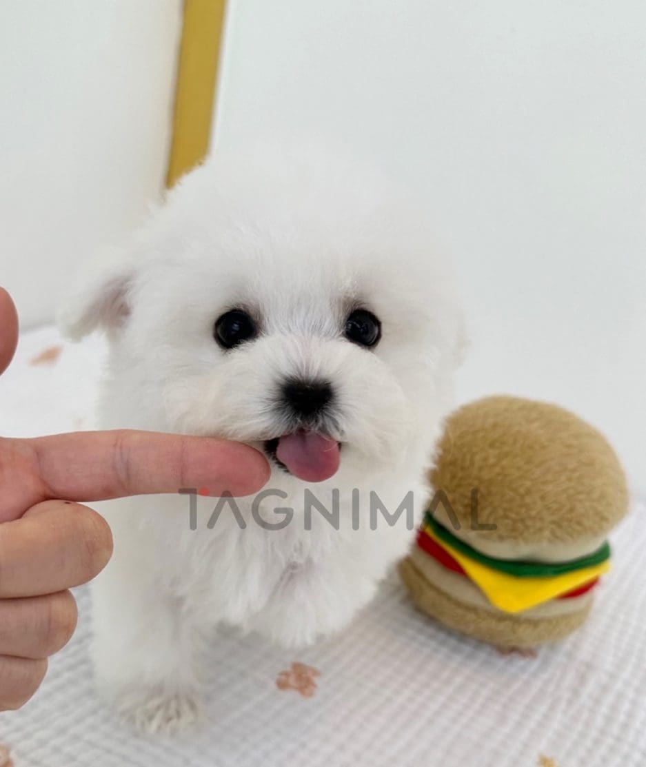 Bichon puppy for sale, dog for sale at Tagnimal