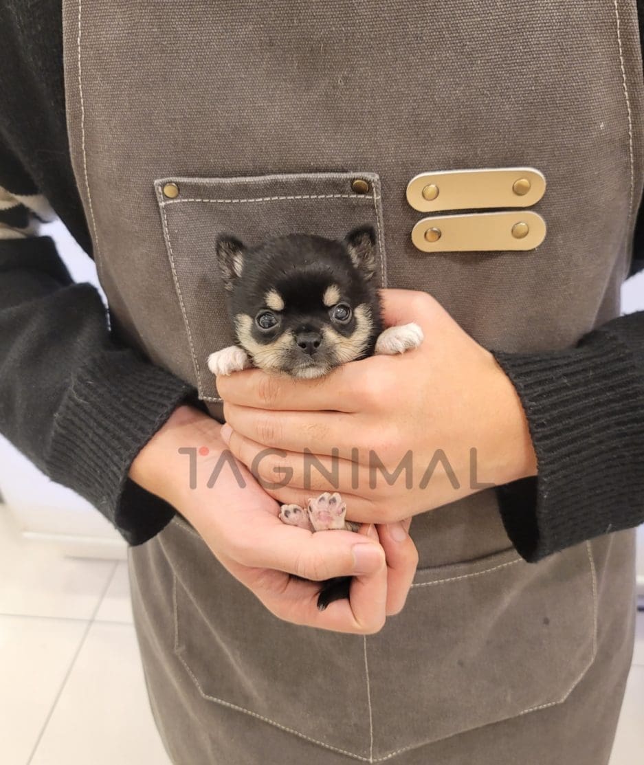 Chihuahua puppy for sale, dog for sale at Tagnimal