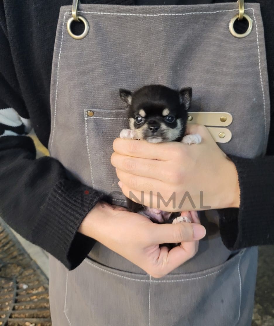 Chihuahua puppy for sale, dog for sale at Tagnimal