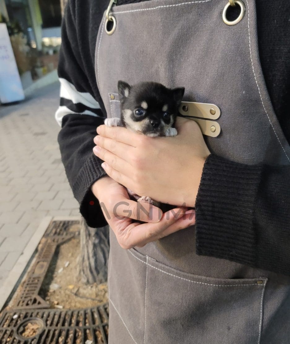 Chihuahua puppy for sale, dog for sale at Tagnimal