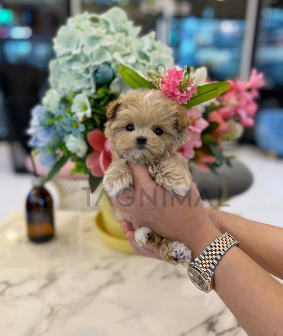 Maltipoo puppy for sale, dog for sale at Tagnimal