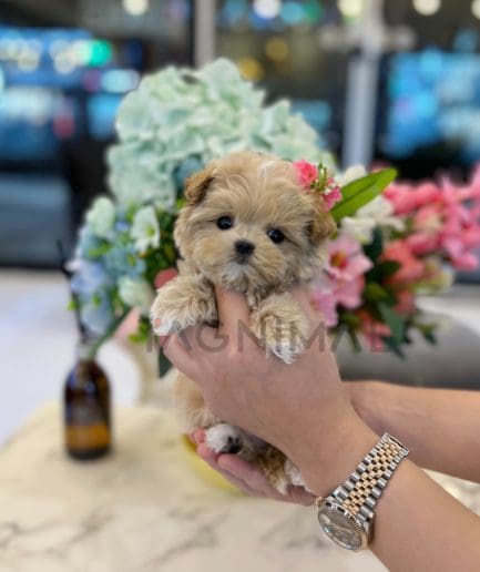 Maltipoo puppy for sale, dog for sale at Tagnimal