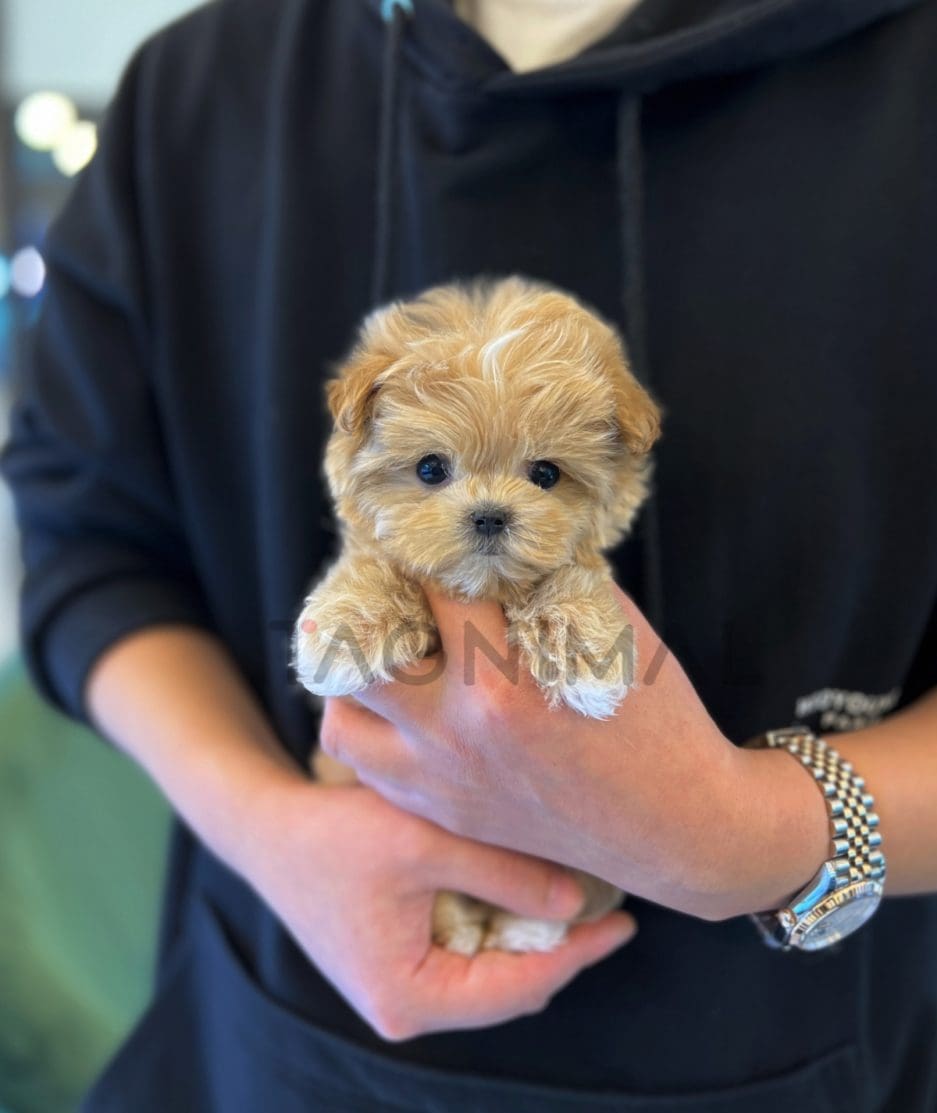 Maltipoo puppy for sale, dog for sale at Tagnimal