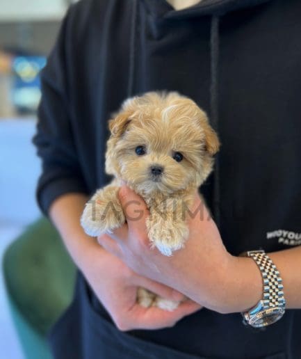 Maltipoo puppy for sale, dog for sale at Tagnimal