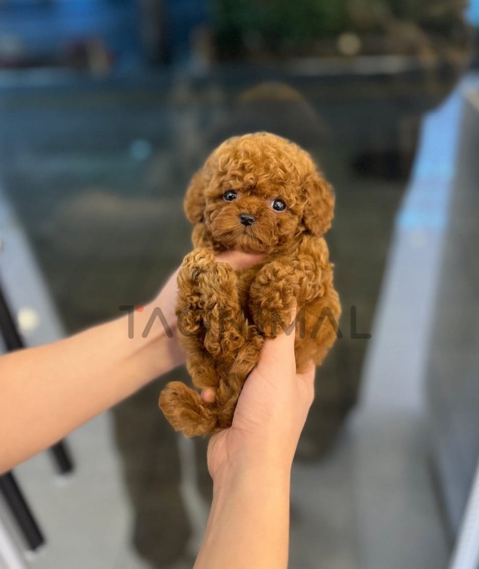 Poodle puppy for sale, dog for sale at Tagnimal