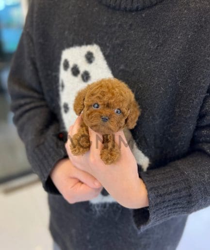 Poodle puppy for sale, dog for sale at Tagnimal