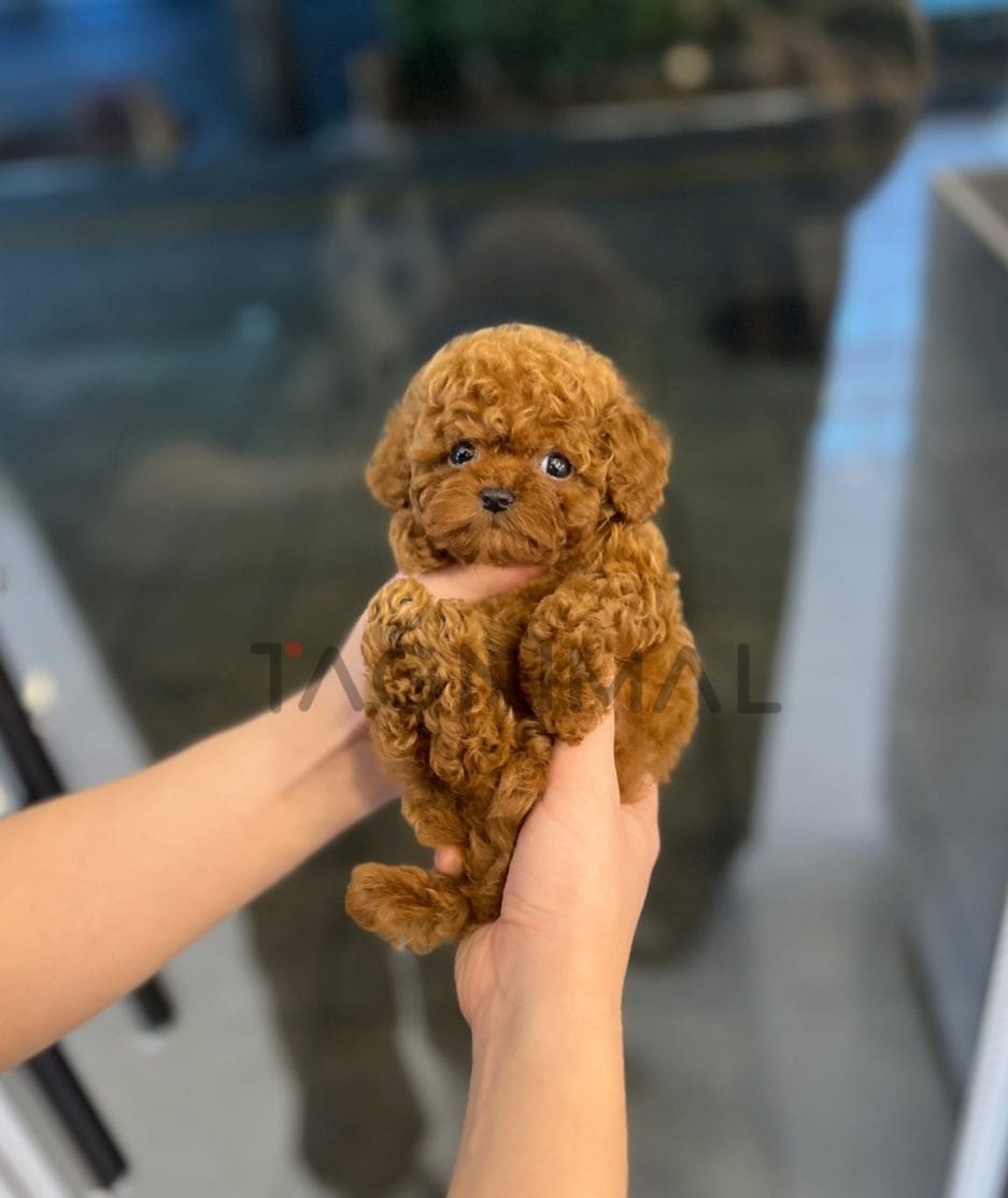 Poodle puppy for sale, dog for sale at Tagnimal