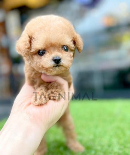 Maltipoo puppy for sale, dog for sale at Tagnimal