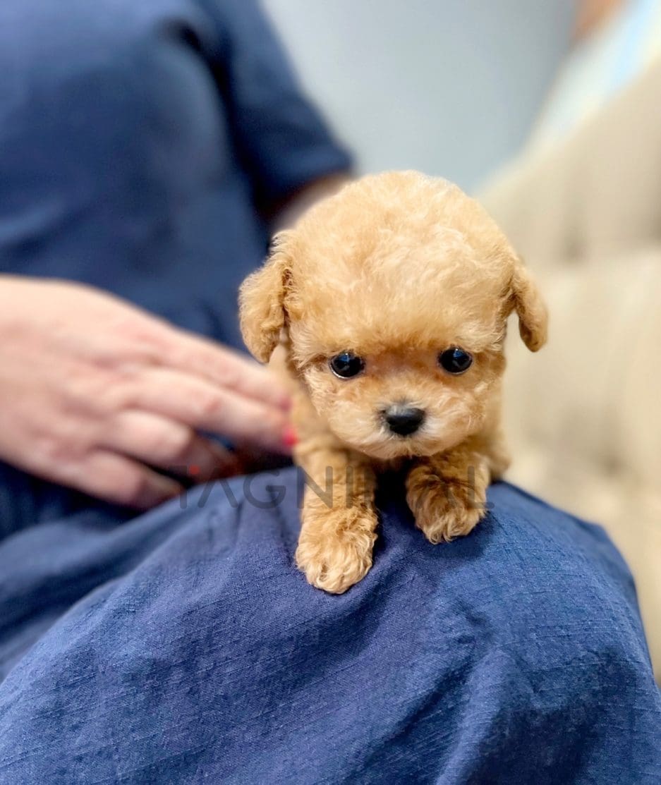 Maltipoo puppy for sale, dog for sale at Tagnimal