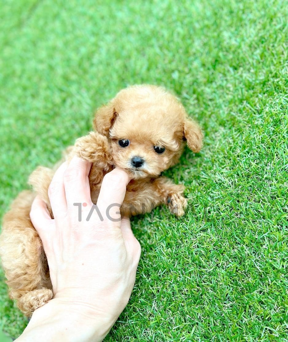 Maltipoo puppy for sale, dog for sale at Tagnimal