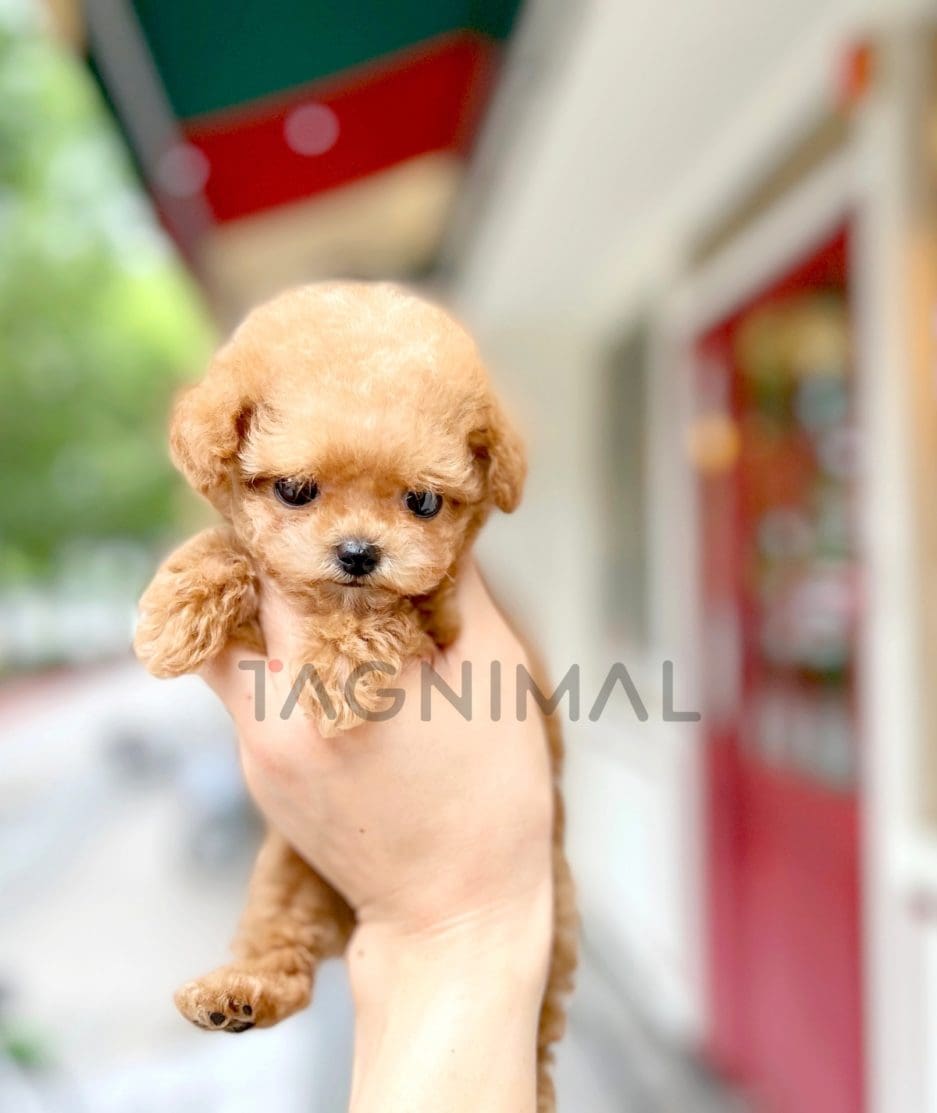 Maltipoo puppy for sale, dog for sale at Tagnimal