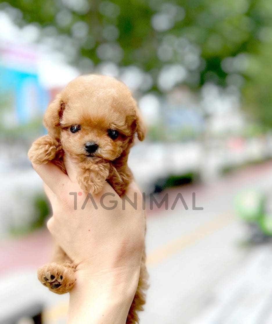 Maltipoo puppy for sale, dog for sale at Tagnimal