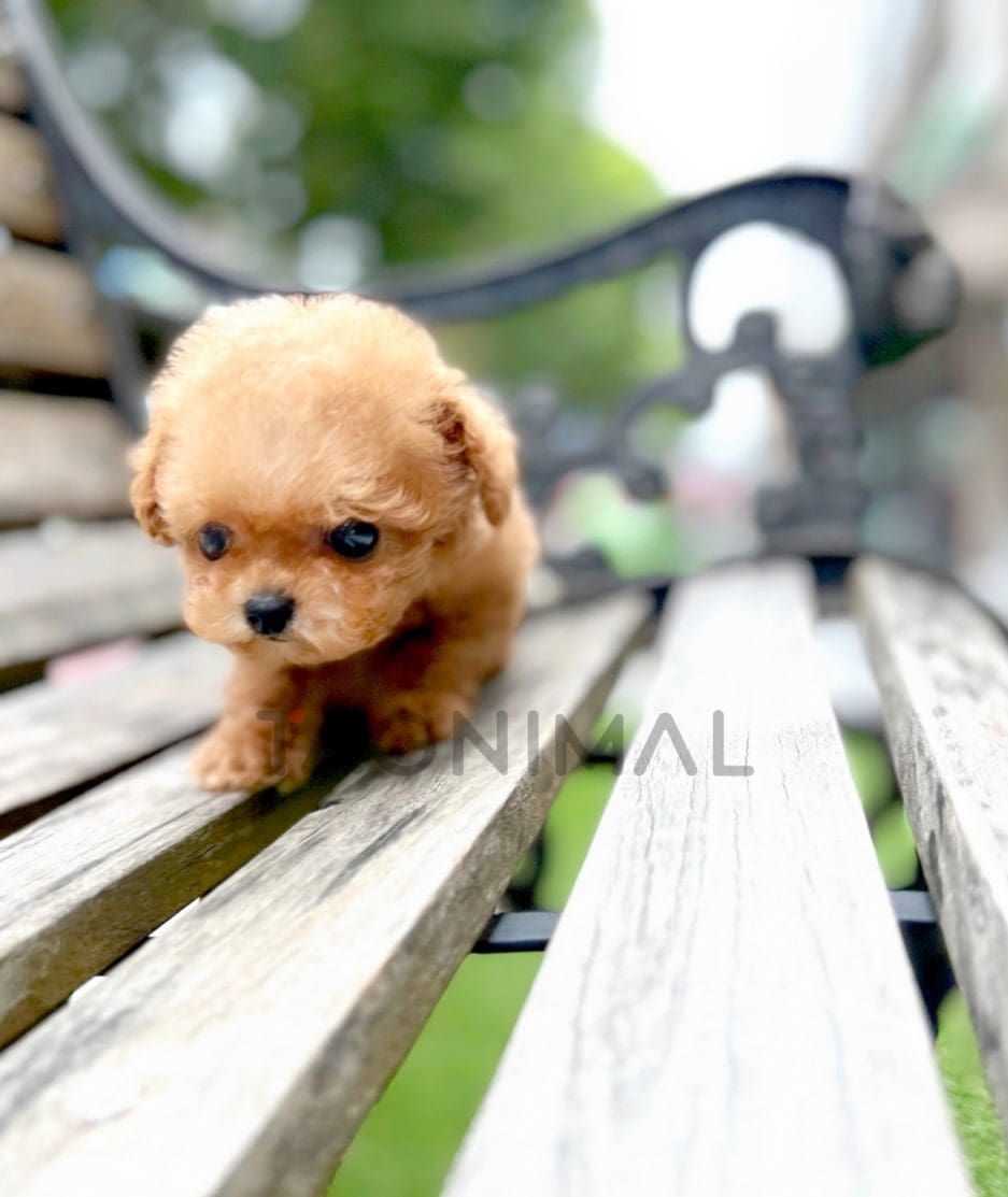 Maltipoo puppy for sale, dog for sale at Tagnimal