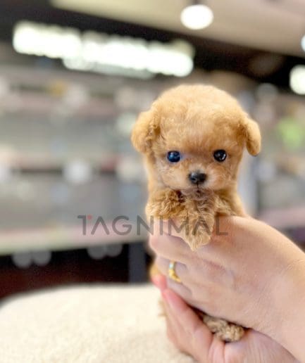 Maltipoo puppy for sale, dog for sale at Tagnimal