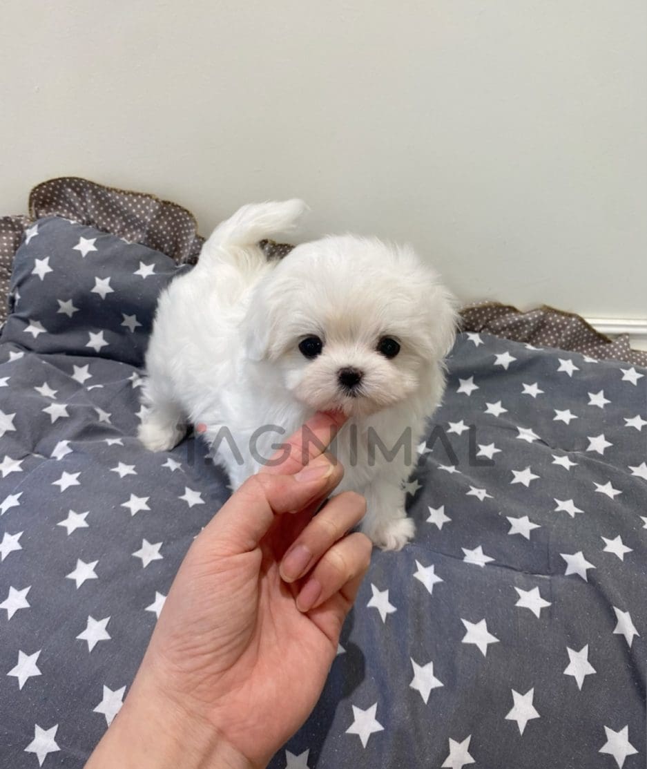 Maltese puppy for sale, dog for sale at Tagnimal