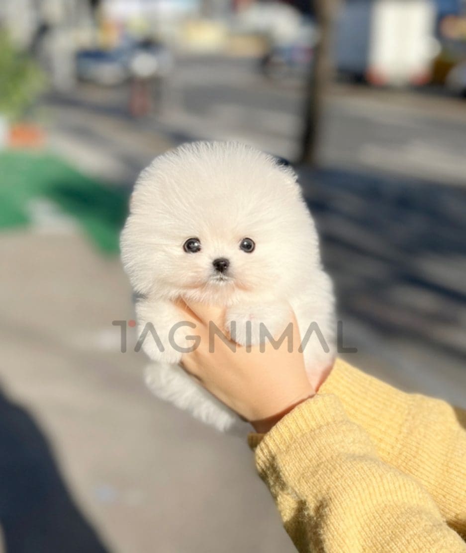 Pomeranian puppy for sale, dog for sale at Tagnimal