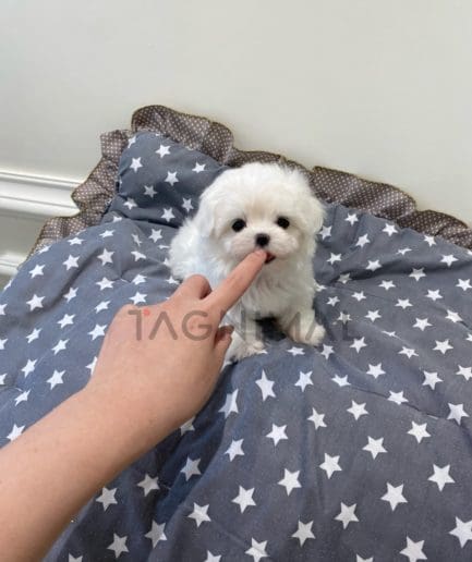 Maltese puppy for sale, dog for sale at Tagnimal