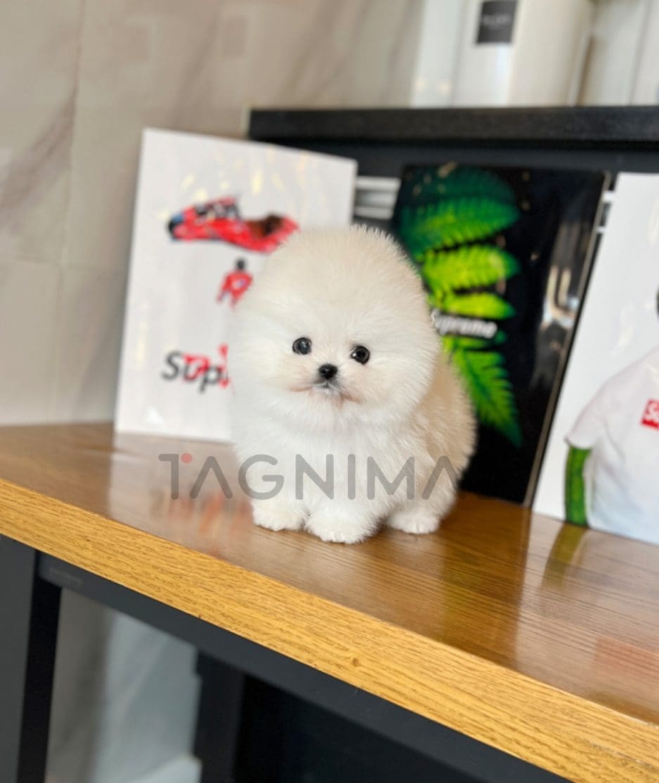 Pomeranian puppy for sale, dog for sale at Tagnimal