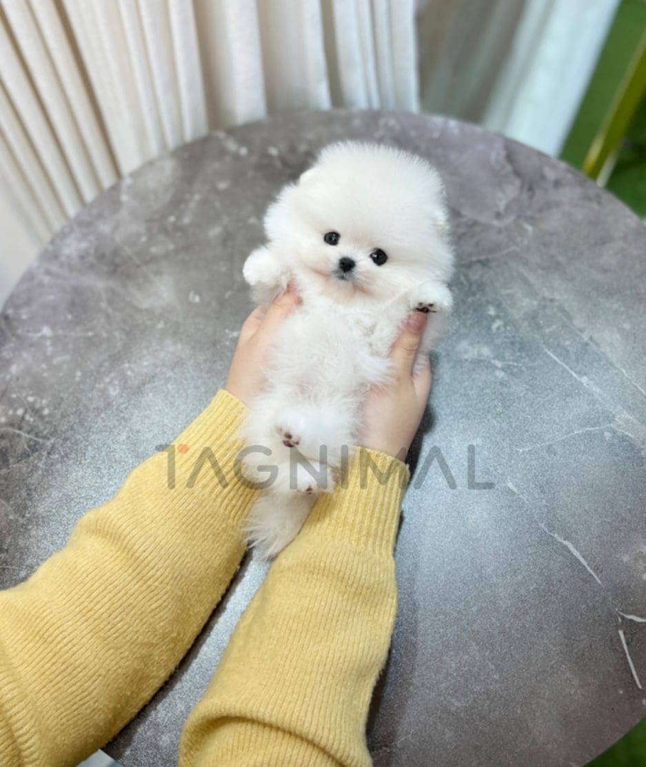 Pomeranian puppy for sale, dog for sale at Tagnimal