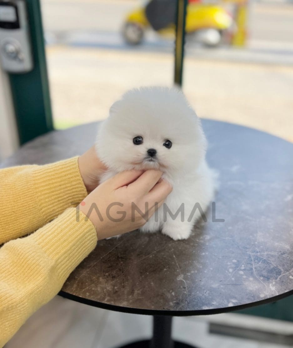 Pomeranian puppy for sale, dog for sale at Tagnimal