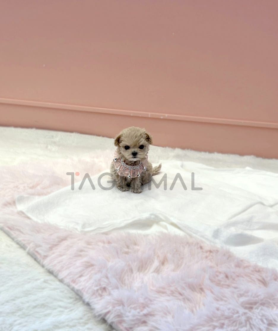 Maltipoo puppy for sale, dog for sale at Tagnimal