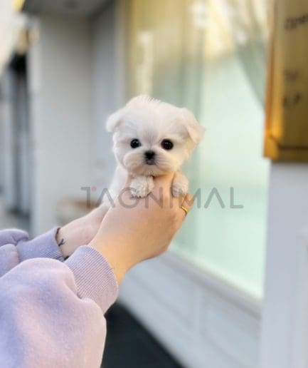 Maltese puppy for sale, dog for sale at Tagnimal