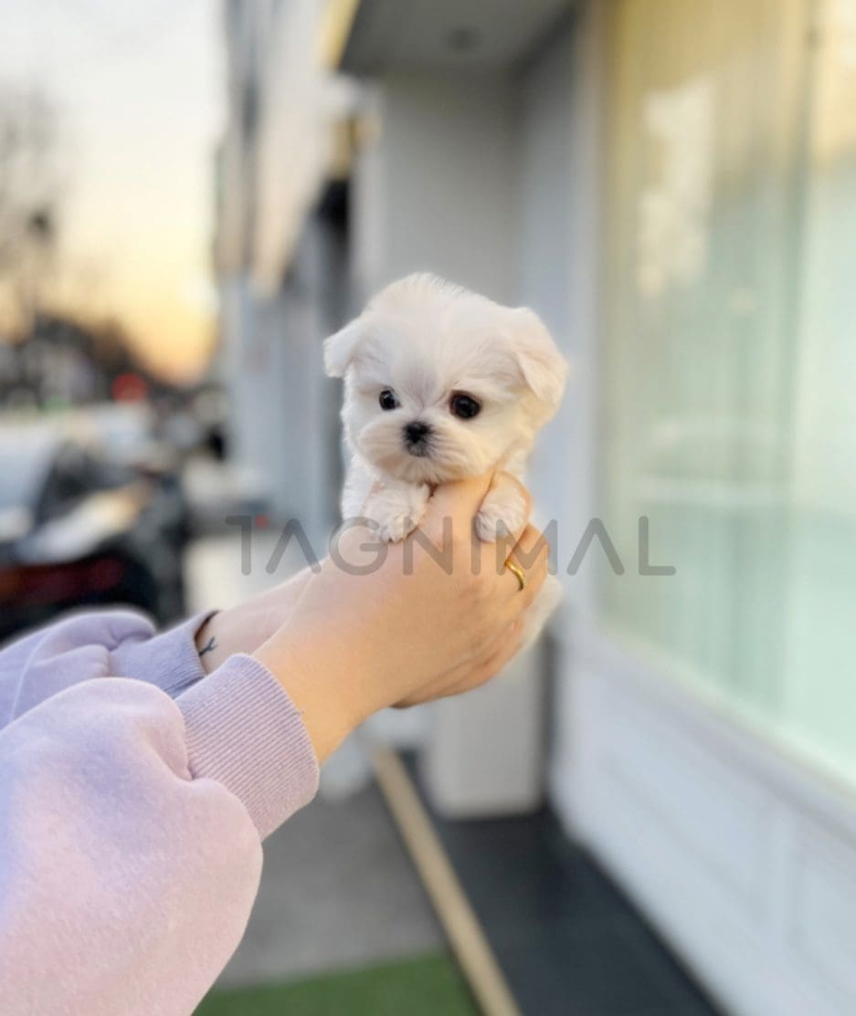 Maltese puppy for sale, dog for sale at Tagnimal