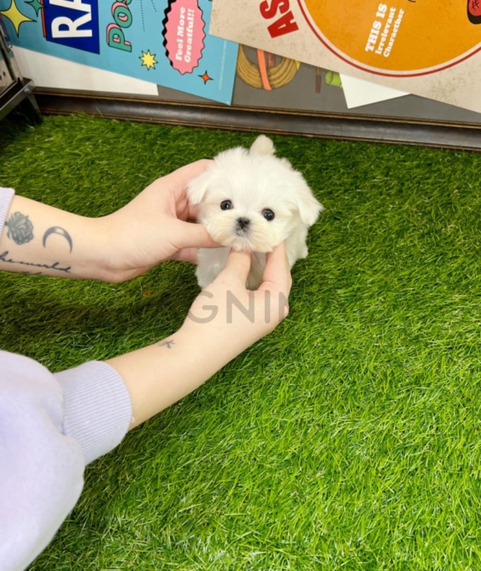 Maltese puppy for sale, dog for sale at Tagnimal