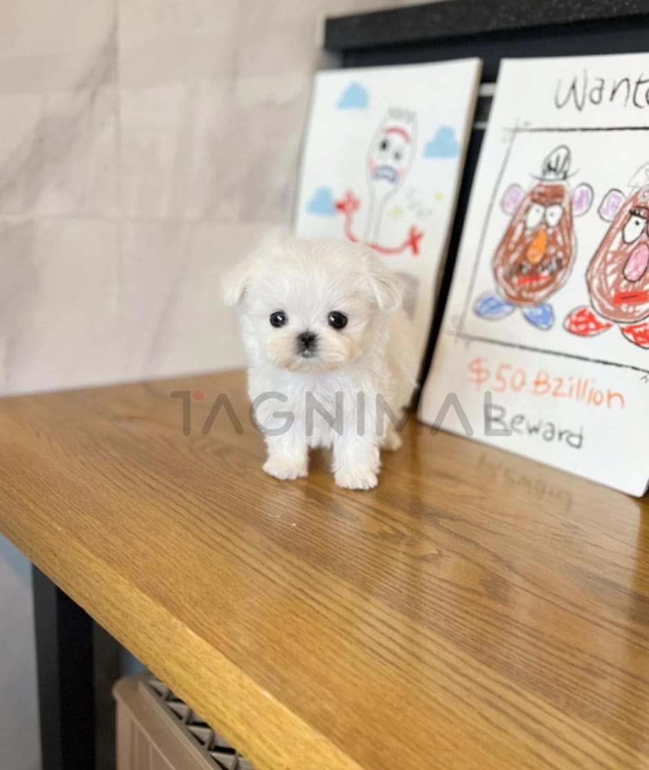 Maltese puppy for sale, dog for sale at Tagnimal