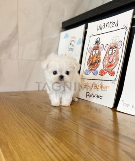 Maltese puppy for sale, dog for sale at Tagnimal