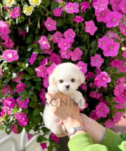 Bichon puppy for sale, dog for sale at Tagnimal