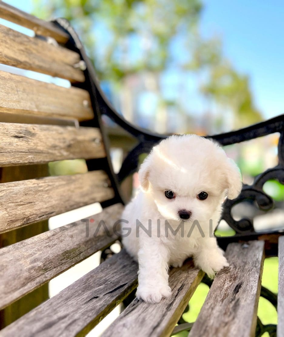 Bichon puppy for sale, dog for sale at Tagnimal