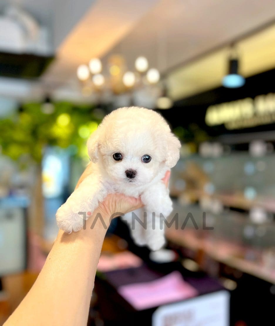 Bichon puppy for sale, dog for sale at Tagnimal