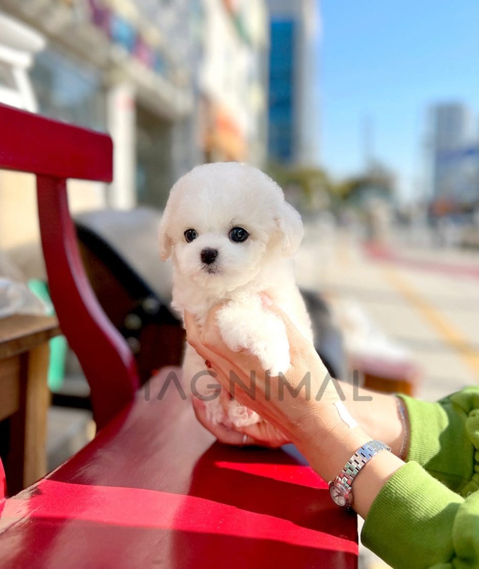 Bichon puppy for sale, dog for sale at Tagnimal