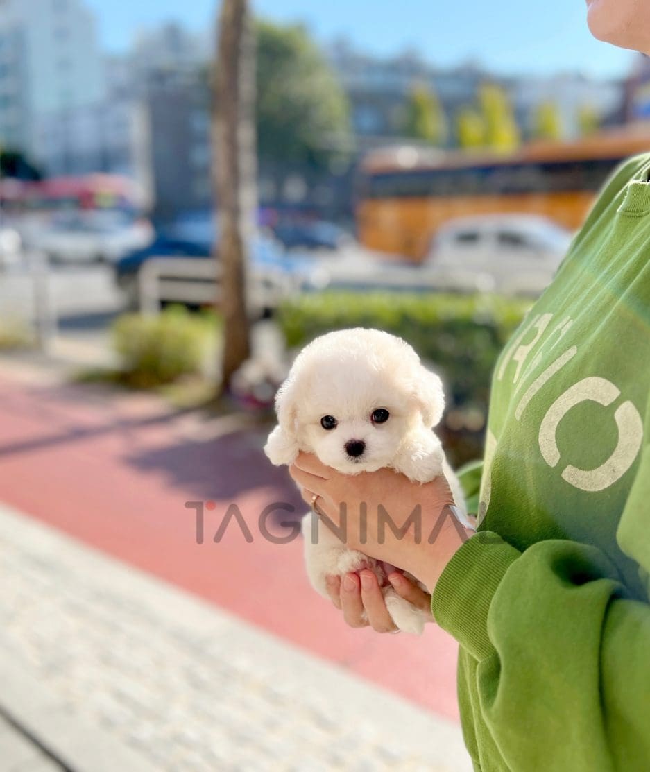 Bichon puppy for sale, dog for sale at Tagnimal