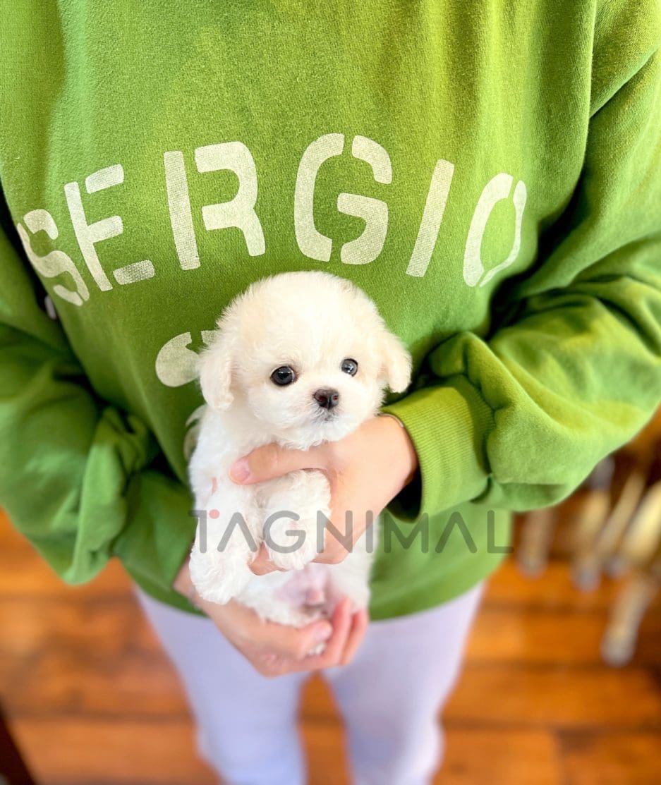 Bichon puppy for sale, dog for sale at Tagnimal