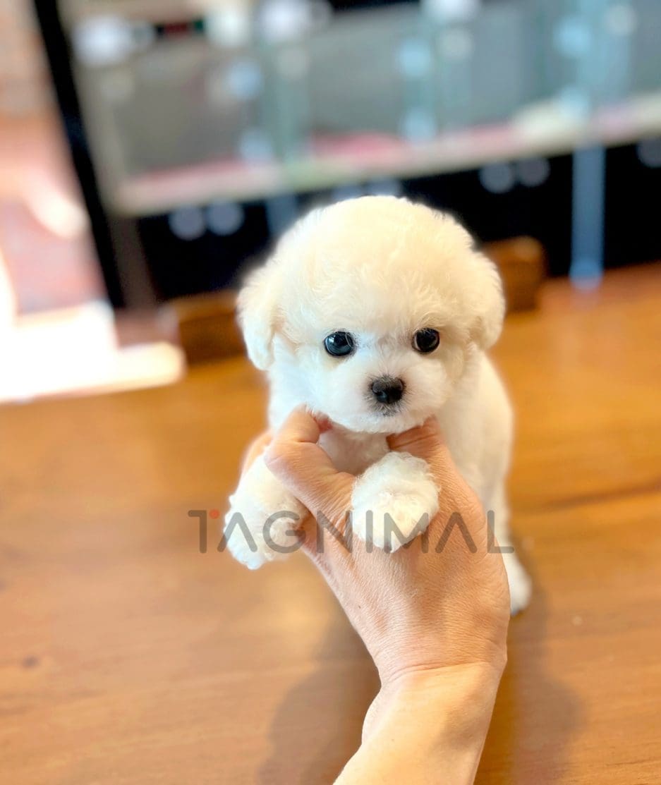 Bichon puppy for sale, dog for sale at Tagnimal