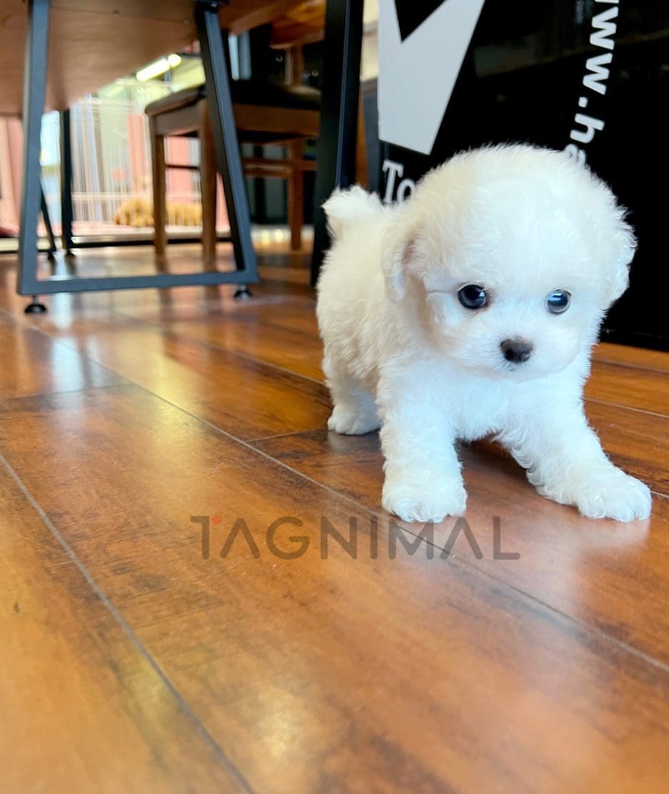 Bichon puppy for sale, dog for sale at Tagnimal